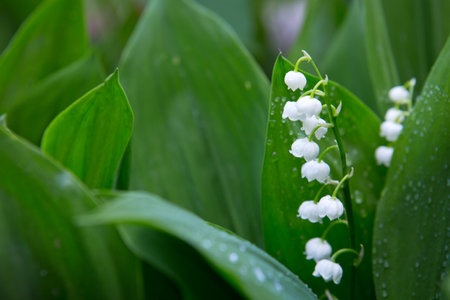 Blooming lily of the valley flowers in the spring garden.の写真素材