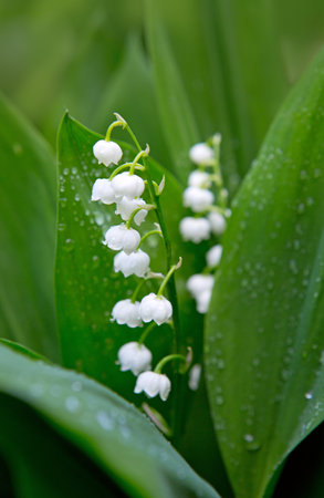 Blooming lily of the valley flowers in the spring garden.の写真素材