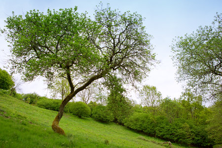 Green grass field lawn with trees and against blue sky.の写真素材