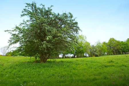 Green grass field lawn with trees and against blue sky.の写真素材