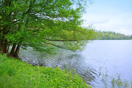 Spring morning meadow near the river with green tree on the shore.の写真素材