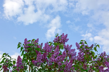 lilac flower isolated on blue sky backgroundの写真素材