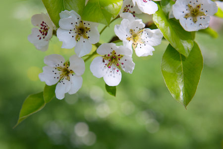 A close-up of a beautiful pear tree blossom on a bright green backgroundの写真素材