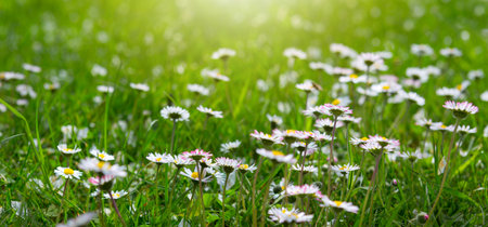 In a field, daisies flourish in the green grass under the sunlight.の写真素材