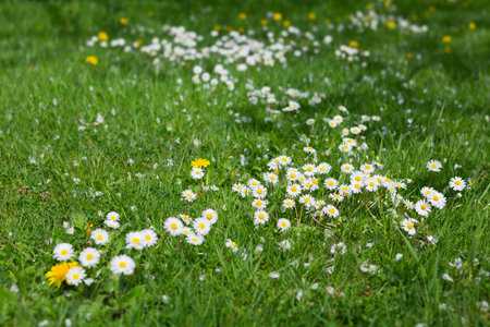 In a field, daisies flourish in the green grass under the sunlight.の写真素材