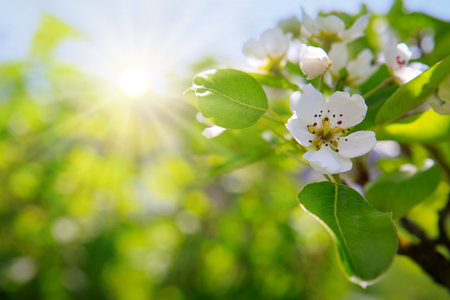 A close-up of a beautiful pear tree blossom on a bright green backgroundの写真素材