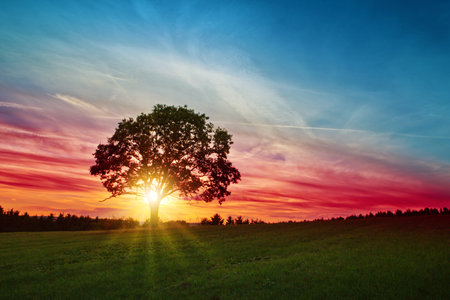 Summer sunset landscape with tree and green grass field.の写真素材