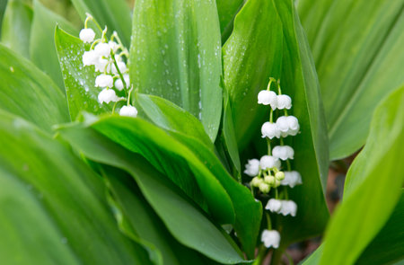 Blooming lily of the valley flowers in the spring garden.の写真素材
