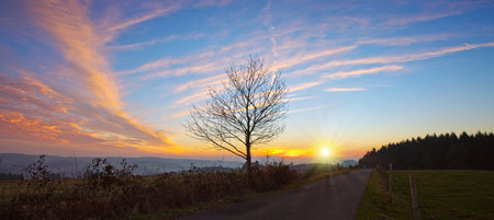 Colorful sunset scene featuring a solitary tree in the foreground in springの写真素材