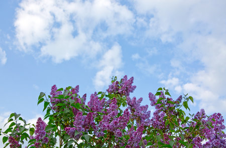 lilac flower on blue sky backgroundの写真素材