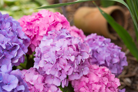 Colorful hydrangeas in natural sunlight,close up.の写真素材