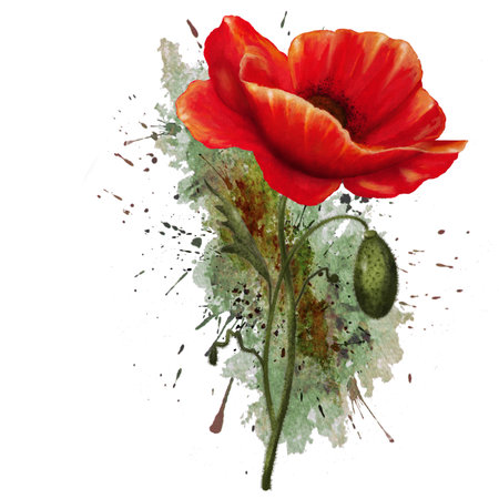 A watercolor painting of a bright red poppy on a white backgroundの写真素材