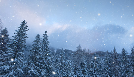 Winter landscape with snow-covered pine trees in the Alps.の写真素材