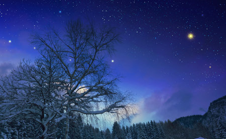 Winter stars sky and trees silhouettes.の写真素材