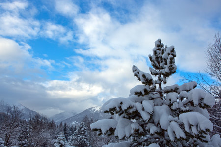 Winter tree and snow covered Alps mountains in the Austrian.の写真素材