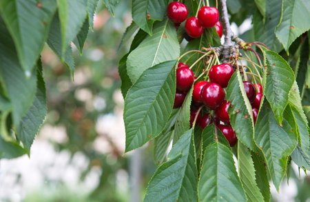 Large cherry hanging in a tree. Red cherry hanging on a tree in the summer garden.