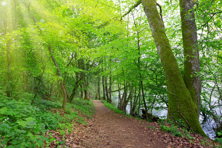Spring nature with green trees in park. Nature background.