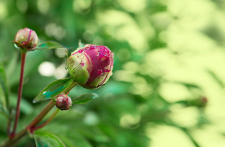 A beautiful peony bud blooming under the sun against.の写真素材