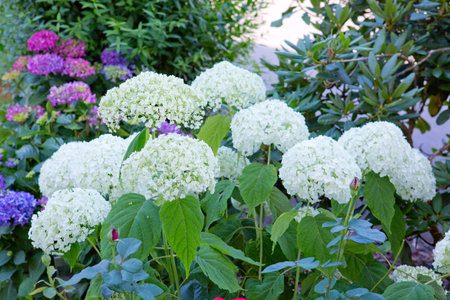 White Annabelle hydrangea flowers in natural sunlight garden.