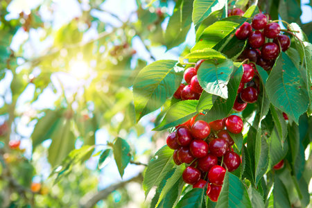 Large cherry hanging in a tree. Red cherry hanging on a tree in the summer garden.
