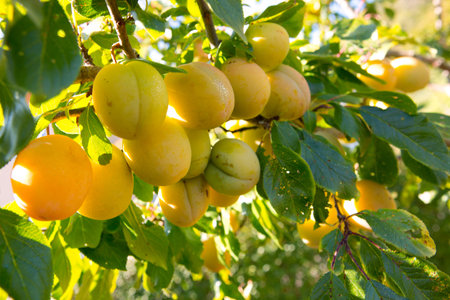 Yellow ripe plum growing hanging on a tree branch tree. Close up of ripe yellow plum fruit.の写真素材