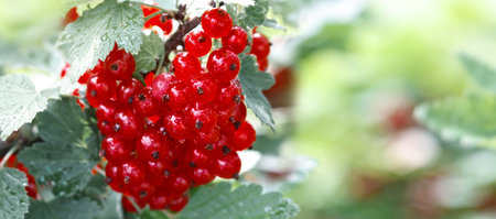 Red currant berries in dew drops on a bush in the summer garden.