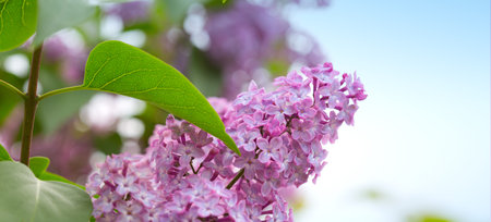 Branch with spring lilac flowers in garden isolated on sky background.