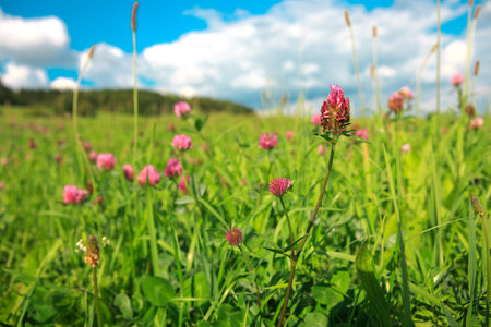 Summer background with clover flowers field.