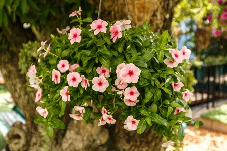 Flower decorationの写真素材