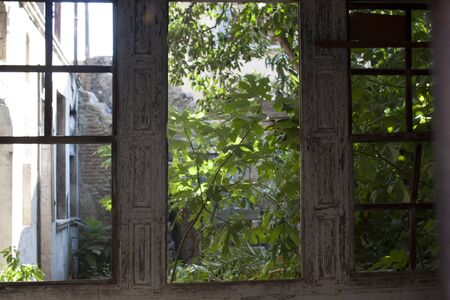 Nature in a Windowの写真素材