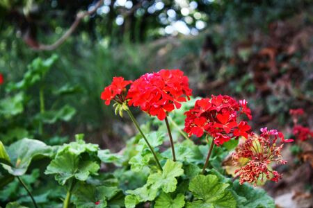 Colorful Close Up Scene of Red Flowers