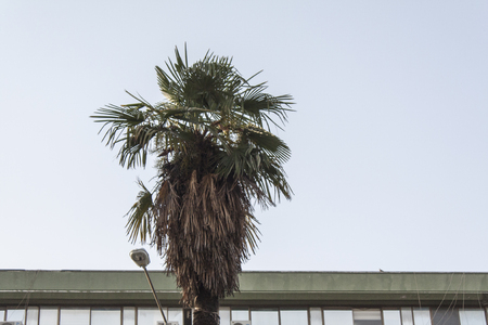A Weird Shaped Palm Treeの写真素材