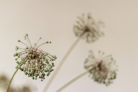 a closeup to thin dandelion with good composition. background is blurry.の写真素材