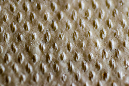 ragged spongy texture shoot.  yellow and white are dominant at this macro shoot.の写真素材