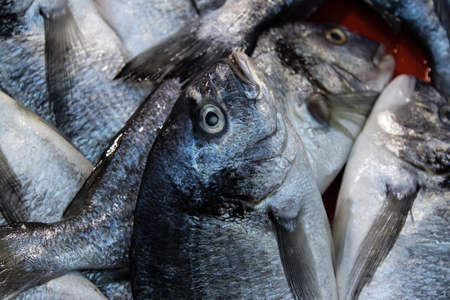 gray mullet closeup from fish monger. photo has taken from izmir/turkey.