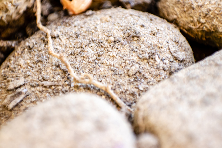 a closeup macro shoot from little stones behind a tree. there is sand and tiny branches.