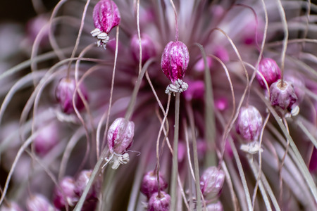 macro shoot from so many little pink flower buds. front shoot with  flash.