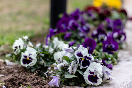 white and purple little cute flowers near pavements. photo has taken at izmir/turkey.の写真素材