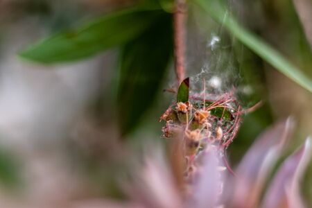a closeup shoot to green plant with interesting shape - spider webs on it with blurry side objects....