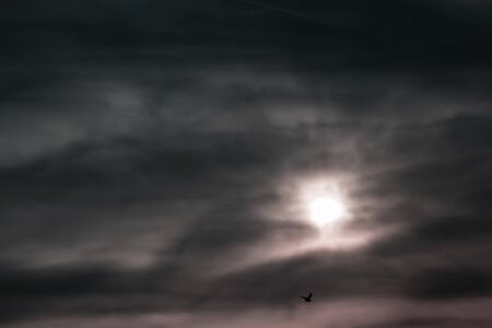 a skyscape shoot of golden sun with intense clouds and there is a bird - black and white. with...