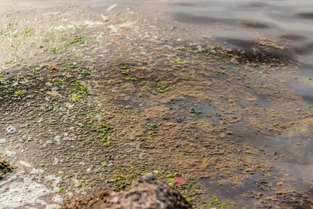 shoot from a sea with green and brown colored algae on it . photo has taken at izmir/turkey.
