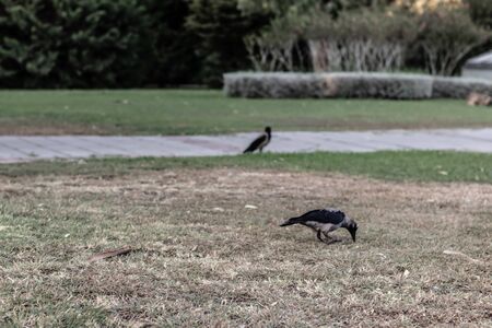a bird getting fed at park - cold colors are dominant at this autumn shoot. photo has taken at izmir/turkey.の写真素材