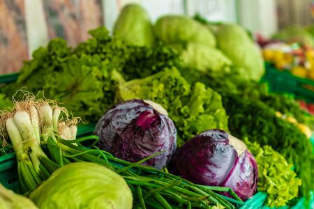 a wide shoot to some lettuce and red cabbage - pastel colors on them. photo has taken at...