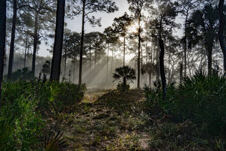 Sun Rays Stream Through the Treesの写真素材