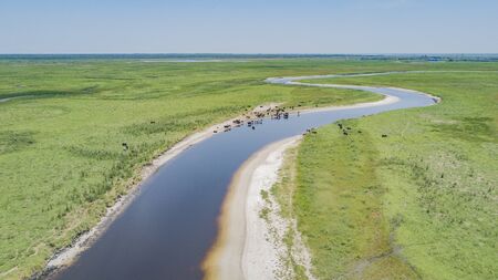 Cattle remain near the water of the St Johns River during Florida's dry season in Winter and early...