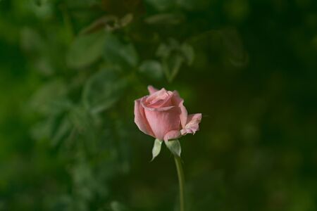 ASingle Pink Rose is in Focus against a backdrop of green leavesの写真素材