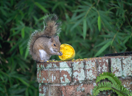 A southern squirrel eats a mango from a tree in tropical floridaの写真素材