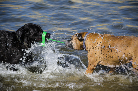 Tug a War Puppies