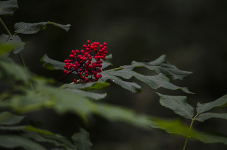 Wild Mistletoeの写真素材