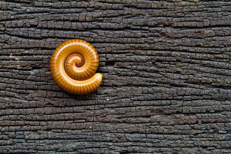 Millipede rolls on rotting wood   Millipede rolls on the background of beautiful wood decay  の写真素材